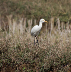 The heron is walking on the farm. hunt for