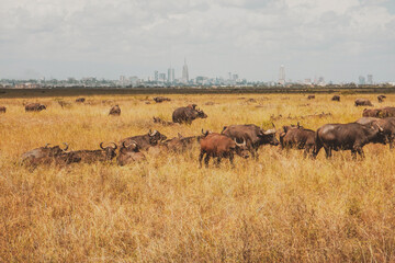 Fototapeta na wymiar A herd of buffaloes grazing in the wild at Nairobi National Park, Kenya
