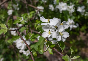 White Apple blossoms close-up on branches against a background of greenery in summer