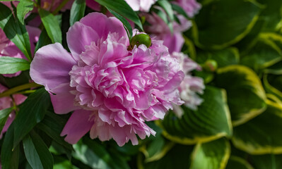 Flowers pink Peonies close-up on a background of greenery in summer