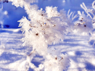 Field weed dried plants are strewn with frost crystals, snowflakes. winter snowy frosty background. Country style cottages, village, garden, nature