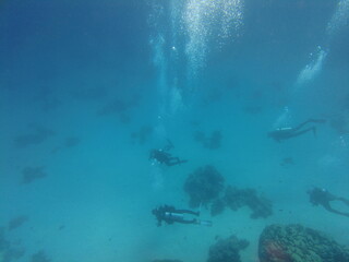 Scuba diver underwater. A group of scuba divers at the bottom of the sea. Underwater world of the Red Sea. Beautiful corals and fish underwater. Freediving.