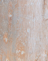 Eucalyptus trunk texture. Smooth wood without bark. Fullscreen	