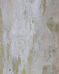 Eucalyptus trunk texture. Smooth wood without bark. Fullscreen