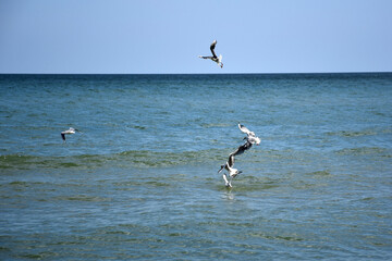 Several seagull birds fly over the sea and fight for food against the sky