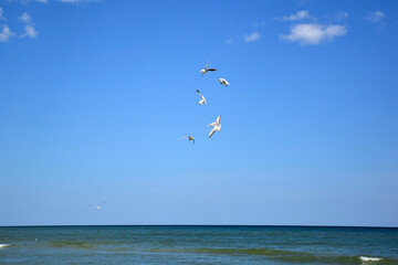 Several seagull birds fly over the sea and fight for food against the sky