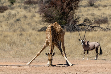 One giraffe drinking water with front legs spread wide and one oryx in the background in the Kgalagadi Transfrontier Park in South Africa