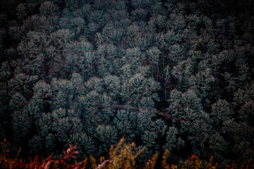 Fototapeta na wymiar Lichen covered Trees in Dartmoor National Park