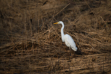 Attentive great egret in the reeds