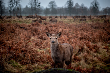 Baby Red deer in Bushy Park London