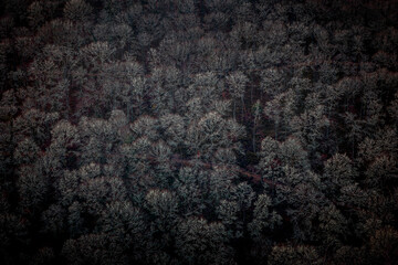 Lichen covered Trees in Dartmoor National Park