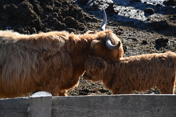Hochlandrind