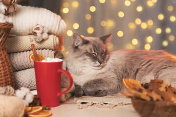Winter cozy and cat. Hot winter drink in warmth and comfort of home with pet.