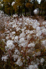 Plants blooming with fluffy dandelions in the forest, white fluffy autumn flowers