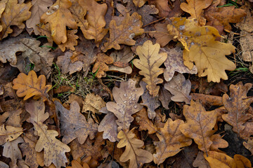 Background of fallen autumn oak leaves on the grass in the park with drops of morning dew