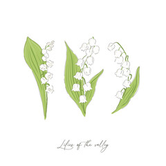 Fototapeta premium Lilies of the valley spring flower botanical hand drawn vector illustration set isolated on white. Vintage romantic cottage garden florals curiosity cabinet aesthetic print.