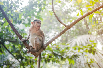 Little monkey sitting on a liana in the tropics in jungle.
