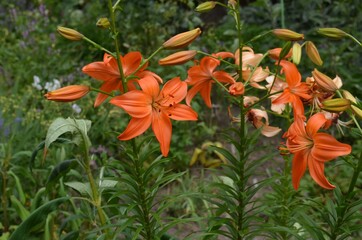 Blooming asiatic lily in the garden