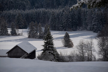 Scheidegg - December 03, 2021: Beautiful, winter landscape with an old wooden barn, between fir trees