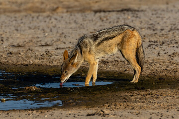 Fototapeta na wymiar One black-backed jackal quenching his thirst at a waterhole in the Kgalagadi Transfrontier Park in South Africa