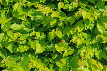 Junge Blätter der Hainbuche, Carpinus betulus, im Frühling