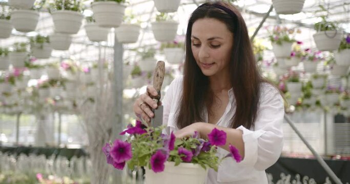 European woman weeding potted flower at greenhouse