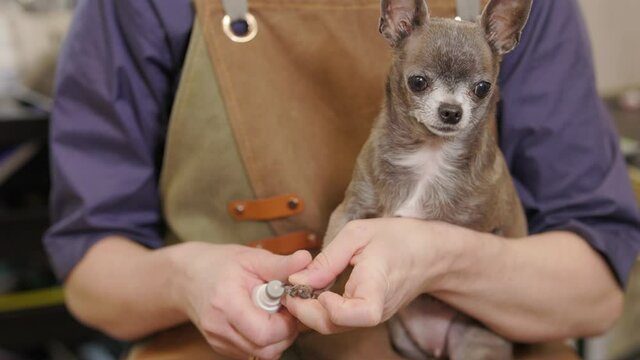 Groomer using electronic device to file the claws of a dog. Groomer trims dog's nails with clipper