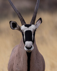 Portrait of an oryx facing the camera in the Kgalagadi Transfrontier Park in South Africa