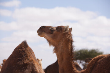 friendly camel wandering freely in the desert of morocco.