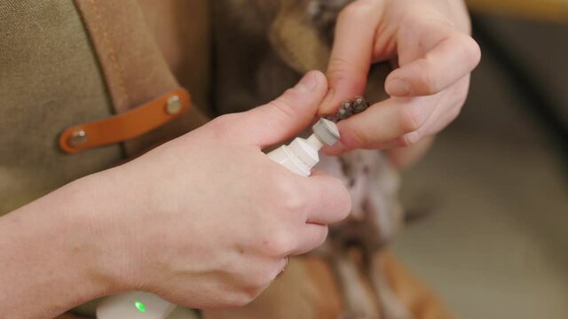 Groomer using electronic device to file the claws of a dog. Groomer trims dog's nails with clipper