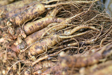 The fresh ginseng grown in Jinan-gun, Jeollabuk-do, Korea.
