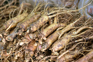 The fresh ginseng grown in Jinan-gun, Jeollabuk-do, Korea.
