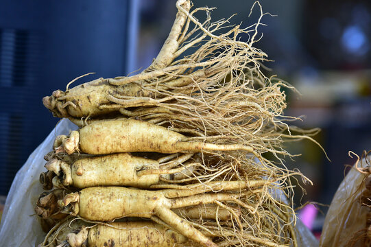 The fresh ginseng grown in Jinan-gun, Jeollabuk-do, Korea.