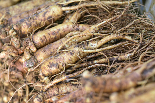 The fresh ginseng grown in Jinan-gun, Jeollabuk-do, Korea.