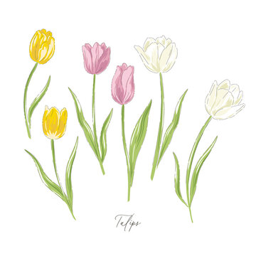 Tulips spring Easter flower botanical hand drawn vector illustration set isolated on white. Vintage romantic cottage garden florals curiosity cabinet aesthetic print.