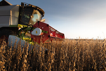 Harvesting of soybean field with combine.