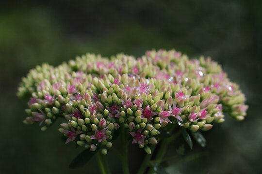 Spring flowers .Hylotelephium telephium. Sedum telephium. Summer garden flowers. Blooming pink Sedum spectabile in the autumn season. Orpine flower .Sedum Stonecrop in nature. Variegated stonecrop