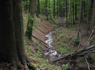 potok w lesie jar