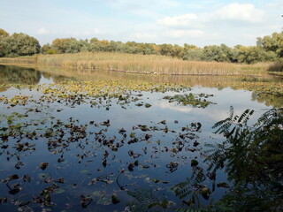 Panorama of Khortitsa lakes of the Dnieper floodplains surrounded by reeds and sedges, and water lilies dusted with broad leaves.