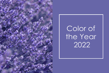 Color of the Year 2022 Very Peri. Creative design for trendy color illustration. Beautiful image of Lavender flowers