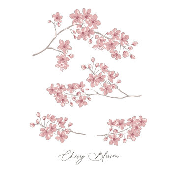 Sakura Cherry Blossom spring flower botanical hand drawn vector illustration set isolated on white. Vintage romantic cottage garden florals curiosity cabinet aesthetic print.