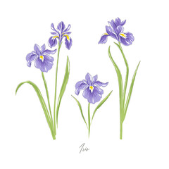 Obraz premium Iris spring flower botanical hand drawn vector illustration set isolated on white. Vintage romantic cottage garden florals curiosity cabinet aesthetic print.