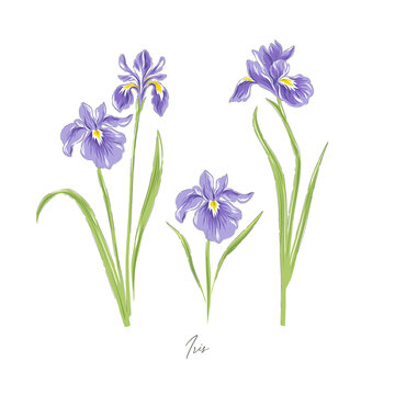 Iris spring flower botanical hand drawn vector illustration set isolated on white. Vintage romantic cottage garden florals curiosity cabinet aesthetic print.