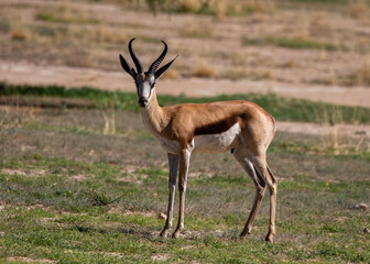 Naklejka na ściany i meble Side view of one springbok ram in the Kgalagadi Transfrontier Park in South Africa