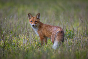 fox in the grass