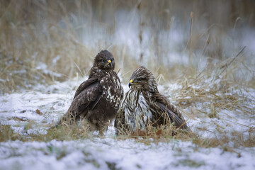 a pair of buzzards