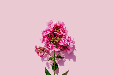 Pink beautiful flower phlox on pink background.