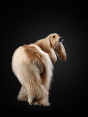 elegant dog with long hair is standing. Excellent grooming. Fawn Afghan Hound in studio 