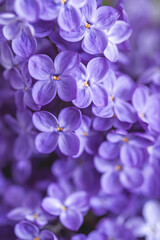 Moody purple lilac macro background. Blooming spring flowers wallpaper. Beautiful seasonal floral...