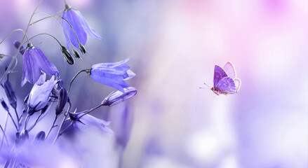 Flying butterfly with purple bellflowers spring background